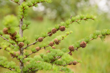 Herringbone with cones