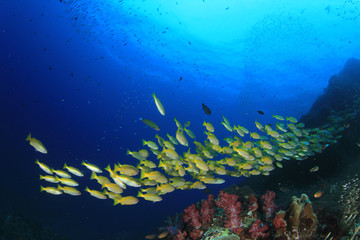 Fish on ocean coral reef