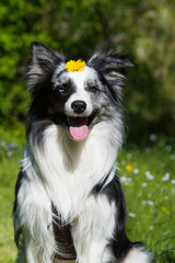 Border Collie mit Löwenzahn