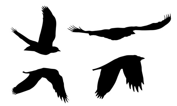 Set of realistic vector illustrations of silhouettes of flying birds of prey isolated on white background