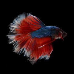 Fototapeta premium Halfmoon Betta on black background. Beautiful fish. Swimming flutter tail flutter.