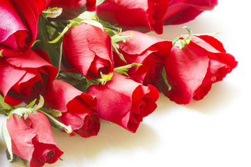 Red roses isolated on a white background