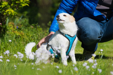 Hund wird gestreichelt