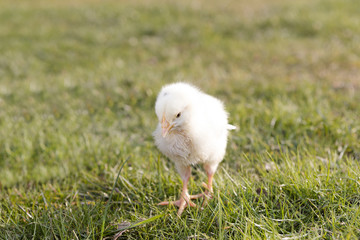 Newborn chicken on a meadow