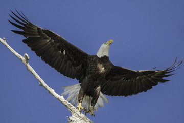 Taking Off