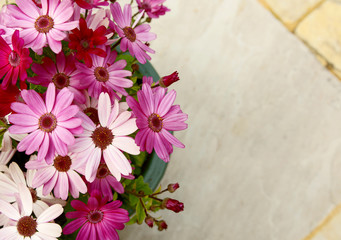 Flowerpot full of pink and magenta African daisies