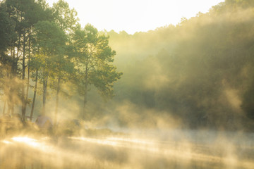 Naklejka premium Morning sunrise at Pang-ung, Pine forest in Mae Hong Son,Thailand