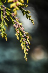 Thuja cones in garden, spring time.