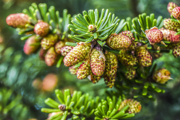 Cones of korean fir,  fresh and young in garden, spring time