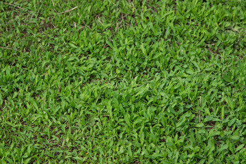 texture background of green grass