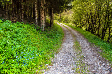 Piste forestière