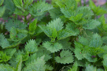 green Bush of nettle on the background of the earth