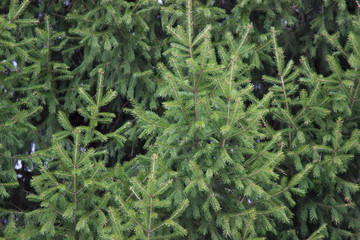texture background branches fir green