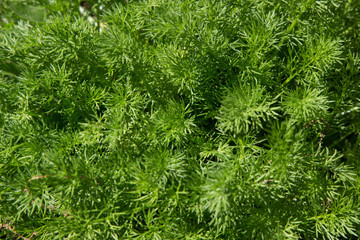 texture background of bright green grass