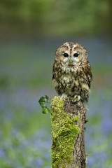 Tawny Owl perched on fence post in bluebell wood.
