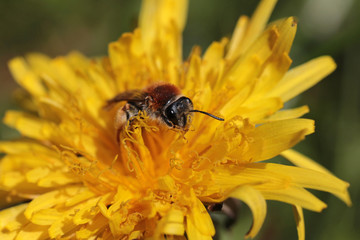 cute bee on dandelion