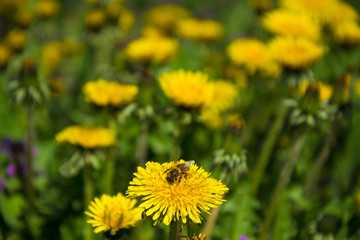 Meadow with yellow dandelions close-up