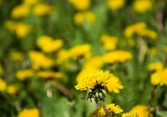 Meadow with yellow dandelions close-up