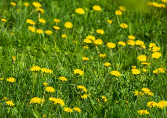 Meadow with yellow dandelions in spring