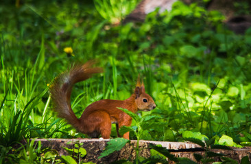 Naklejka premium Rad squirrel in grass at park on a stump