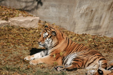 lindo gatito