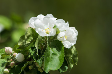 Apple tree blossoms in spring with beautiful flowers close-up