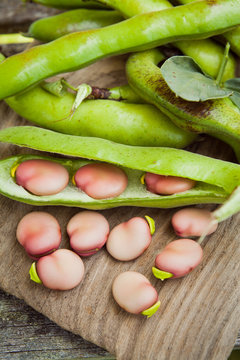 Karmazyn Broad Beans