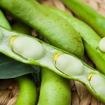 Karmazyn Broad Beans