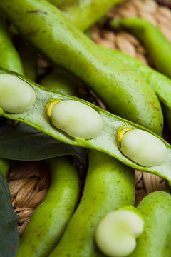 Karmazyn Broad Beans