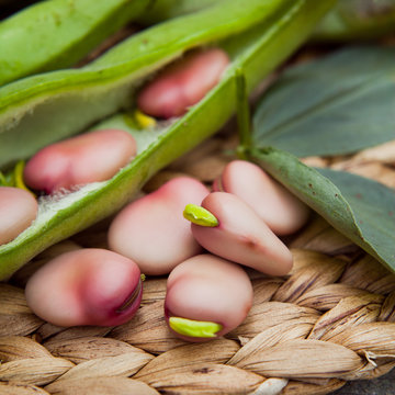 Karmazyn Broad Beans