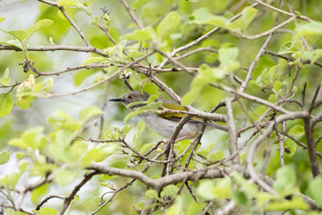 Green-backed Camaroptera (Camaroptera brachyura) Perched in a Tree in Northern Tanzania