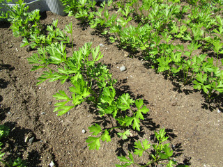 Петрушка на грядке/ растение, листья и корнеплоды которого используются в качестве приправы к блюдам