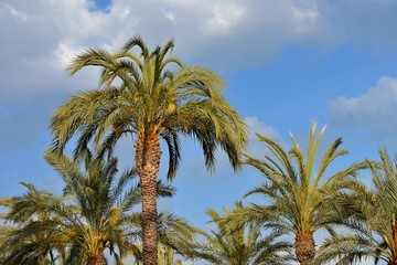 Fototapeta na wymiar palm tree against the blue sky