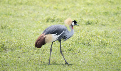 Gray-crowned Crane (Balearica regulorum) in a Grassy Field in Northern Tanzania