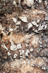 Palm Tree  Trunk Surface