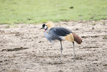 Gray-crowned Crane (Balearica regulorum) in a Muddy Field in Northern Tanzania