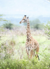 Masai Giraffe (Giraffa tippelskirchi) in Northern Tanzania
