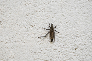 Dictyophorus griseus Grasshopper on a White Wall in Northern Tanzania