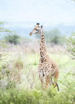 Masai Giraffe (Giraffa tippelskirchi) in Northern Tanzania