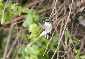 Swamp Flycatcher (Muscicapa aquatica) Perched on a Branch in Northern Tanzania