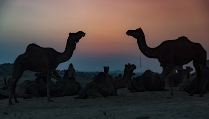 Wielbłądy, Pushkar, Radżastan, Indie