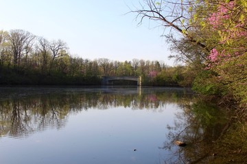 Fototapeta premium The reflections of the trees in the lake at the park.
