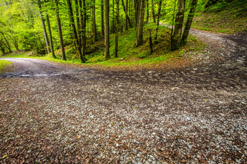 Piste forestière