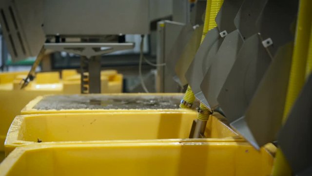 Fish Processing Plant. Washing. Raw Salmon Falling to Water, Sliding From Tube. Row of Yellow Plastic Containers