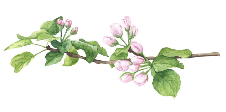 Hand drawn watercolor blossom, apple brunch with buds, green leaves and opening flowers. Floral botanical illustration, isolated on white background.