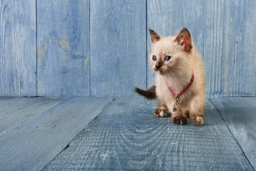 Fototapeta na wymiar White kitten at blue wood