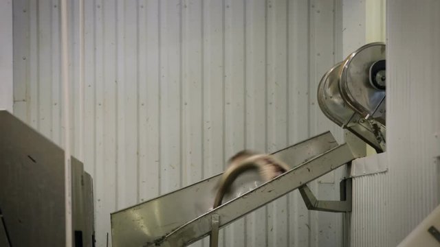 Fish Processing Line. Pieces of Fresh Salmon Moving on Conveyer, Dropping to Metal Tray, Sliding Down
