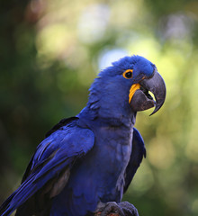 Indigo Blue Macaw