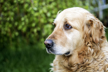 old golden retriever dog