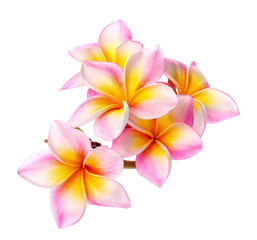 colorful plumeria flower isolated on white - obrazy, fototapety, plakaty